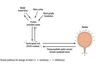 Control of bladder | PPTX