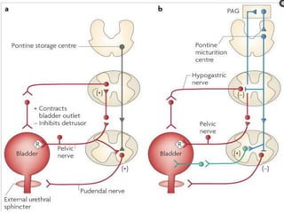 Control of bladder | PPTX