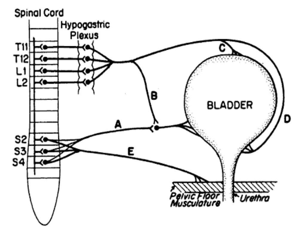 Control of bladder