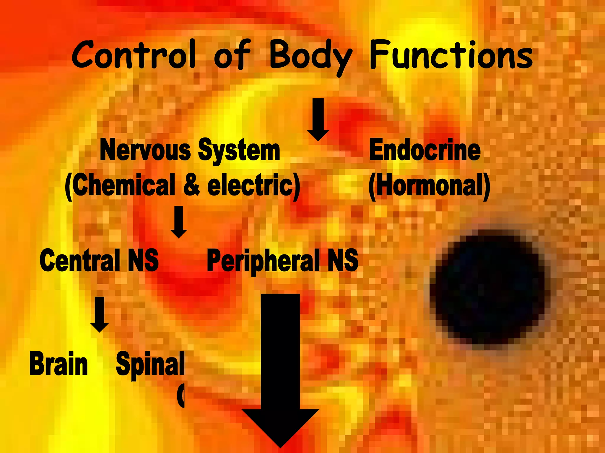 Control Of Body Functions PPT control-of-body-functions-ppt