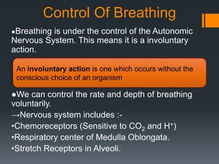 Control Of Breathing 
●Breathing is under the control of the Autonomic 
Nervous System. This means it is a involuntary 
action. 
An involuntary action is one which occurs without the 
conscious choice of an organism. 
●We can control the rate and depth of breathing 
voluntarily. 
→Nervous system includes :- 
•Chemoreceptors (Sensitive to CO2 and H+) 
•Respiratory center of Medulla Oblongata. 
•Stretch Receptors in Alveoli. 
 