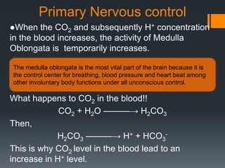 Primary Nervous control 
●When the CO2 and subsequently H+ concentration 
in the blood increases, the activity of Medulla 
Oblongata is temporarily increases. 
The medulla oblongata is the most vital part of the brain because it is 
the control center for breathing, blood pressure and heart beat among 
other involuntary body functions under all unconscious control. 
What happens to CO2 in the blood!! 
CO2 + H2O ———→ H2CO3 
Then, 
H2CO3 ———→ H+ + HCO3 
- 
This is why CO2 level in the blood lead to an 
increase in H+ level. 
 