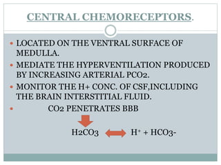 CENTRAL CHEMORECEPTORS.
 LOCATED ON THE VENTRAL SURFACE OF
MEDULLA.
 MEDIATE THE HYPERVENTILATION PRODUCED
BY INCREASING ARTERIAL PCO2.
 MONITOR THE H+ CONC. OF CSF,INCLUDING
THE BRAIN INTERSTITIAL FLUID.
 CO2 PENETRATES BBB
H2CO3 H+ + HCO3-
 