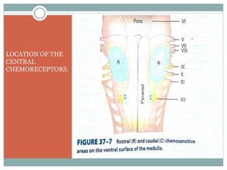 LOCATION OF THE
CENTRAL
CHEMORECEPTORS.
 
