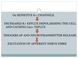 O2 SENSITIVE K+ CHANNELS.
DECREASED K+ EFFLUX DEPOLARISING THE CELL
AND CAUSING Ca2+ INFLUX
TRIGGERS AP AND NEUROTRANSMITTER RELEASE.
EXCITATION OF AFFERENT NERVE FIBRE
 