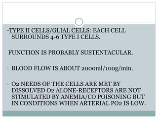 -TYPE II CELLS/GLIAL CELLS: EACH CELL
SURROUNDS 4-6 TYPE I CELLS.
FUNCTION IS PROBABLY SUSTENTACULAR.
- BLOOD FLOW IS ABOUT 2000ml/100g/min.
- O2 NEEDS OF THE CELLS ARE MET BY
DISSOLVED O2 ALONE-RECEPTORS ARE NOT
STIMULATED BY ANEMIA/CO POISONING BUT
IN CONDITIONS WHEN ARTERIAL PO2 IS LOW.
 