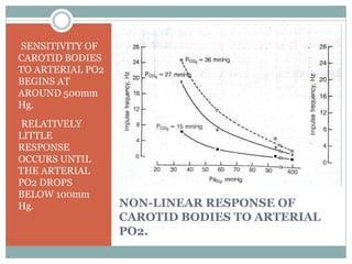 NON-LINEAR RESPONSE OF
CAROTID BODIES TO ARTERIAL
PO2.
•SENSITIVITY OF
CAROTID BODIES
TO ARTERIAL PO2
BEGINS AT
AROUND 500mm
Hg.
•RELATIVELY
LITTLE
RESPONSE
OCCURS UNTIL
THE ARTERIAL
PO2 DROPS
BELOW 100mm
Hg.
 