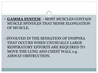  GAMMA SYSTEM: - MOST MUSCLES CONTAIN
MUSCLE SPINDLES THAT SENSE ELONGATION
OF MUSCLE.
- INVOLVED IN THE SENSATION OF DYSPNEA
THAT OCCURS WHEN UNUSUALLY LARGE
RESPIRATORY EFFORTS ARE REQUIRED TO
MOVE THE LUNG AND CHEST WALL e.g.
AIRWAY OBSTRUCTION.
 