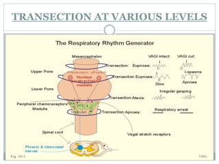TRANSECTION AT VARIOUS LEVELS
 