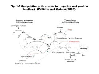 Fig. 1.3 Coagulation with arrows for negative and positive
feedback. (Pallister and Watson, 2010).
 