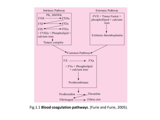 Fig.1.1 Blood coagulation pathways. (Furie and Furie, 2005).
 