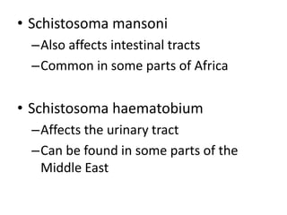 • Schistosoma mansoni 
–Also affects intestinal tracts 
–Common in some parts of Africa 
• Schistosoma haematobium 
–Affects the urinary tract 
–Can be found in some parts of the 
Middle East 
 