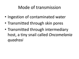 Mode of transmission 
• Ingestion of contaminated water 
• Transmitted through skin pores 
• Transmitted through intermediary 
host, a tiny snail called Oncomelania 
quadrasi 
 