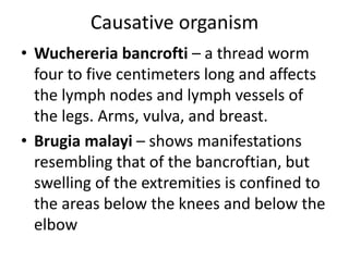 Causative organism 
• Wuchereria bancrofti – a thread worm 
four to five centimeters long and affects 
the lymph nodes and lymph vessels of 
the legs. Arms, vulva, and breast. 
• Brugia malayi – shows manifestations 
resembling that of the bancroftian, but 
swelling of the extremities is confined to 
the areas below the knees and below the 
elbow 
 
