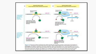 gene expression in prokaryotes and eukaryotes | PPTX