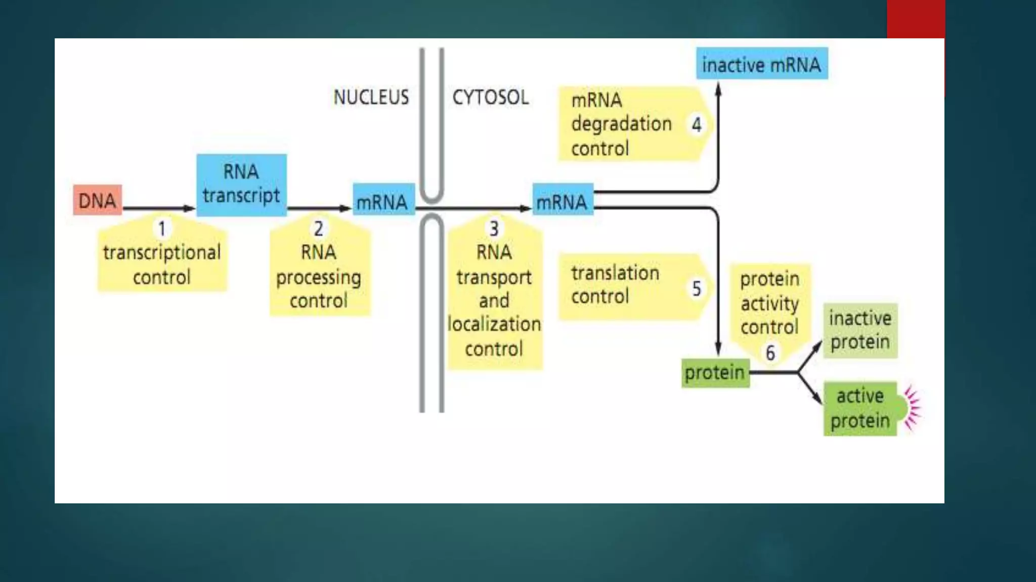 Control of gene expression in plants | PPTX