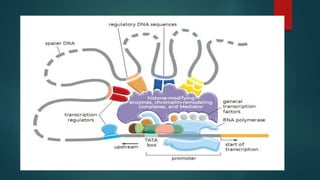 Control of gene expression in plants | PPTX