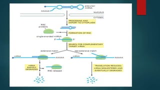 Control of gene expression in plants | PPTX