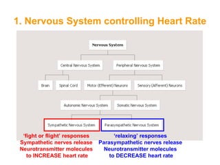 1. Nervous System controlling Heart Rate




  ‘fight or flight’ responses         ‘relaxing’ responses
 Sympathetic nerves release     Parasympathetic nerves release
 Neurotransmitter molecules       Neurotransmitter molecules
    to INCREASE heart rate          to DECREASE heart rate
 