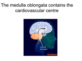 The medulla oblongata contains the
      cardiovascular centre
 