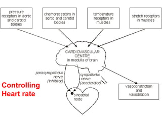 Controlling
Heart rate
 