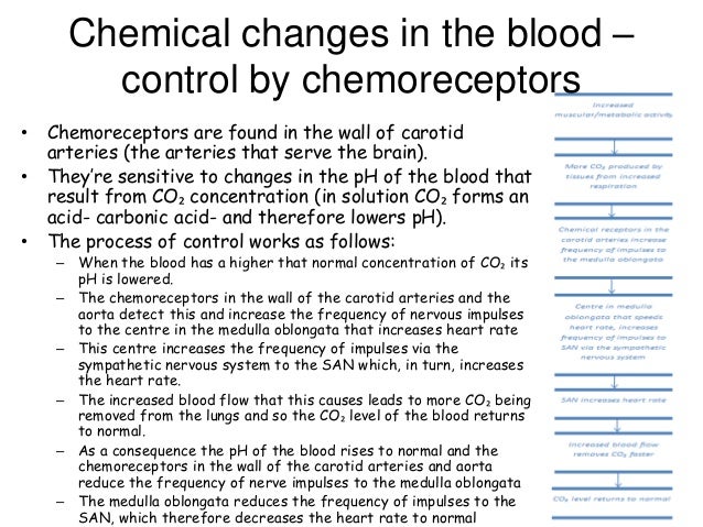 Control of heart rate - A2 AQA Biology
