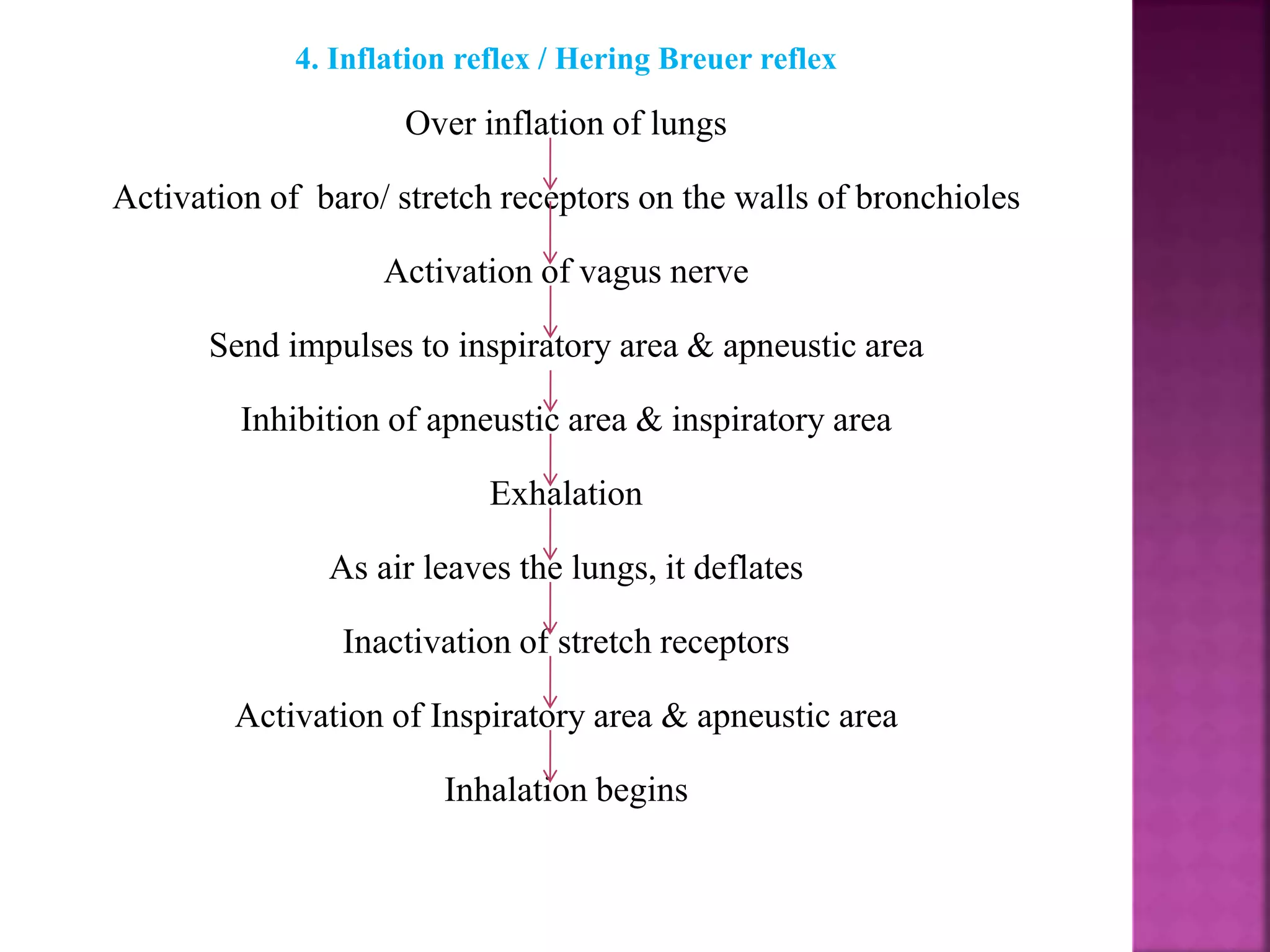 4. Inflation reflex / Hering Breuer reflex
Over inflation of lungs
Activation of baro/ stretch receptors on the walls of bronchioles
Activation of vagus nerve
Send impulses to inspiratory area & apneustic area
Inhibition of apneustic area & inspiratory area
Exhalation
As air leaves the lungs, it deflates
Inactivation of stretch receptors
Activation of Inspiratory area & apneustic area
Inhalation begins
 