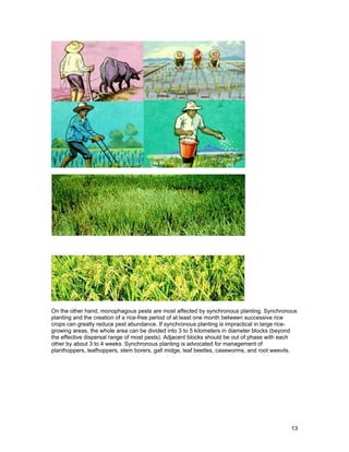 On the other hand, monophagous pests are most affected by synchronous planting. Synchronous
planting and the creation of a rice-free period of at least one month between successive rice
crops can greatly reduce pest abundance. If synchronous planting is impractical in large rice-
growing areas, the whole area can be divided into 3 to 5 kilometers in diameter blocks (beyond
the effective dispersal range of most pests). Adjacent blocks should be out of phase with each
other by about 3 to 4 weeks. Synchronous planting is advocated for management of
planthoppers, leafhoppers, stem borers, gall midge, leaf beetles, caseworms, and root weevils.
13
 
