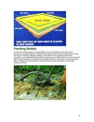 Flooding Stubble
In areas with sufficient water, harvested fields can be submerged to drown stem borers,
armyworms, and grasshoppers. Flooding the field after harvest has been mainly used to control
stem borers. Flooding, followed by tillage, is more effective for suppressing stem borer
populations, and prolonged flooding is often required as some of the larvae can survive inside the
stem for quite sometime. This method is particularly effective if conducted in a community-wide
effort. Flooding has a strong effect on most soil pests including white grubs, mole crickets,
termites, and ants.
15
 