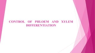 CONTROL OF PHLOEM AND XYLEM
DIFFERENTIATION
 