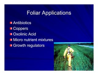 Control options rice_bacterial_panicle_blight