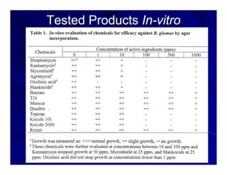 Control options rice_bacterial_panicle_blight