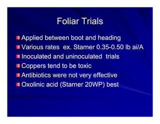 Control options rice_bacterial_panicle_blight