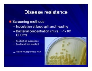 Control options rice_bacterial_panicle_blight