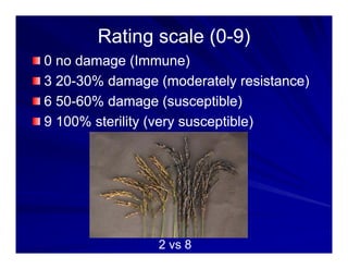 Control options rice_bacterial_panicle_blight
