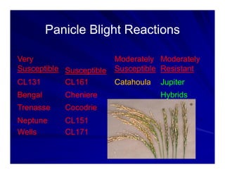 Control options rice_bacterial_panicle_blight