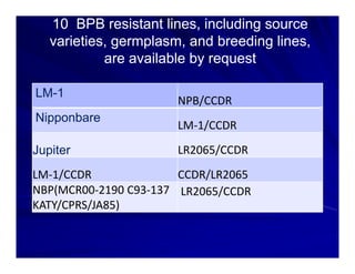 Control options rice_bacterial_panicle_blight