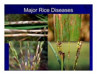 Control options rice_bacterial_panicle_blight