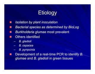 Control options rice_bacterial_panicle_blight
