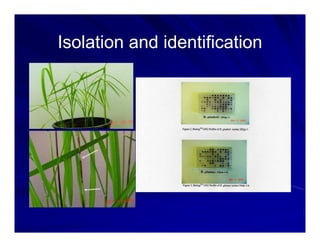 Control options rice_bacterial_panicle_blight
