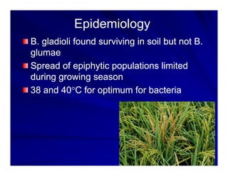 Control options rice_bacterial_panicle_blight