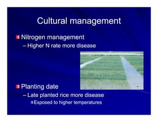 Control options rice_bacterial_panicle_blight