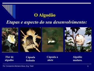 .
Flor de
algodão
Algodão
maduro.
Cápsula
fechada
Cápsula a
abrir
Etapas e aspecto do seu desenvolvimento:
O Algodão
6Por: Constantino Monteiro Alves, Eng. Têxtil
 