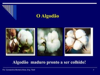 Algodão maduro pronto a ser colhido!
O Algodão
7Por: Constantino Monteiro Alves, Eng. Têxtil
 