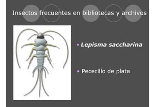 Insectos frecuentes en bibliotecas y archivos 
• Lepisma saccharina 
• Pececillo de plata 
 