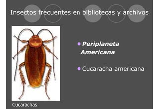 Insectos frecuentes en bibliotecas y archivos 
z Periplaneta 
Americana 
z Cucaracha americana 
Cucarachas 
 