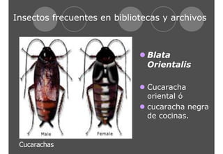 Insectos frecuentes en bibliotecas y archivos 
z Blata 
Orientalis 
z Cucaracha 
oriental ó 
z cucaracha negra 
de cocinas. 
Cucarachas 
 