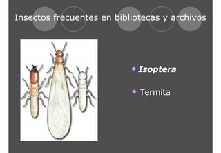Insectos frecuentes en bibliotecas y archivos 
• Isoptera 
• Termita 
 