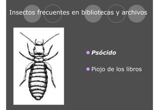 Insectos frecuentes en bibliotecas y archivos 
z Psócido 
z Piojo de los libros 
 