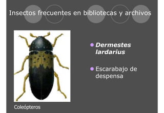 Insectos frecuentes en bibliotecas y archivos 
z Dermestes 
lardarius 
z Escarabajo de 
despensa 
Coleópteros 
 